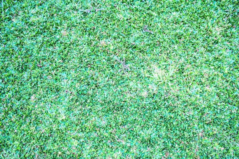 an image of some green grass from above