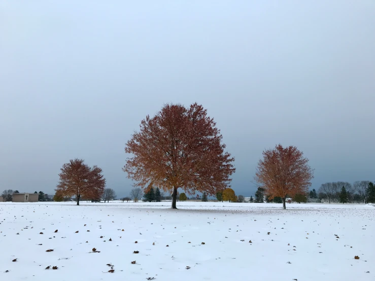 a lone tree sits among many others on a snowy field