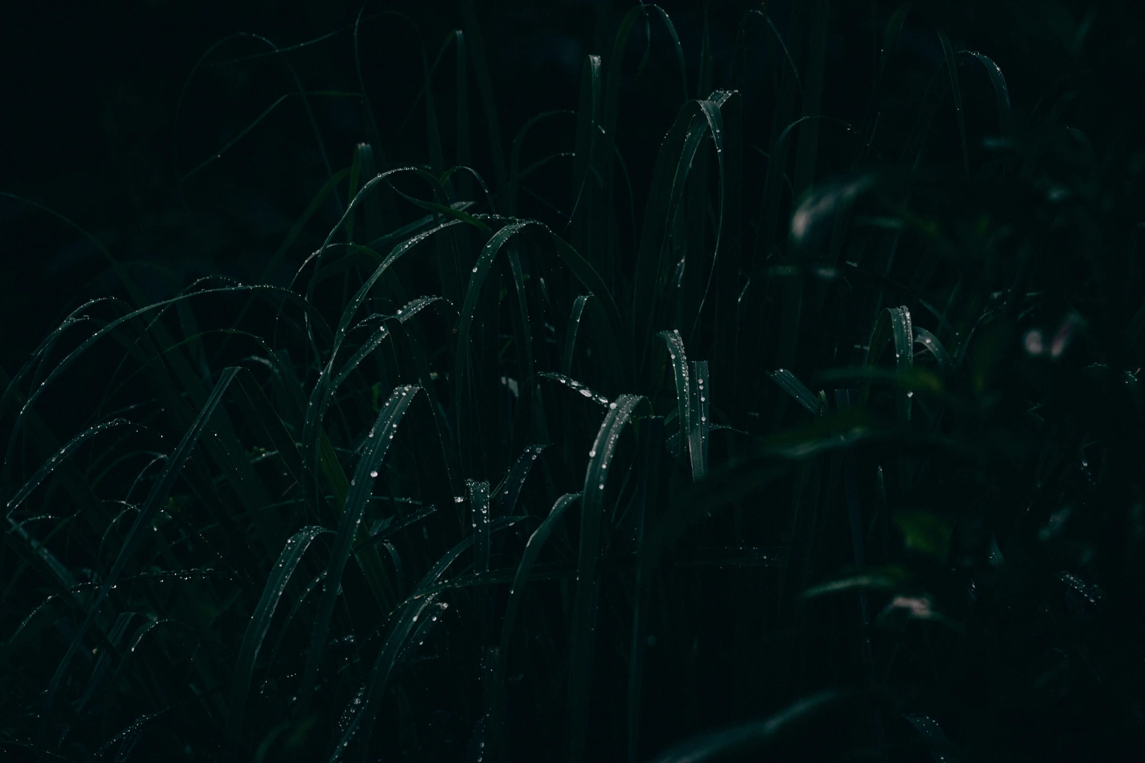 a light on some grass at night in the dark