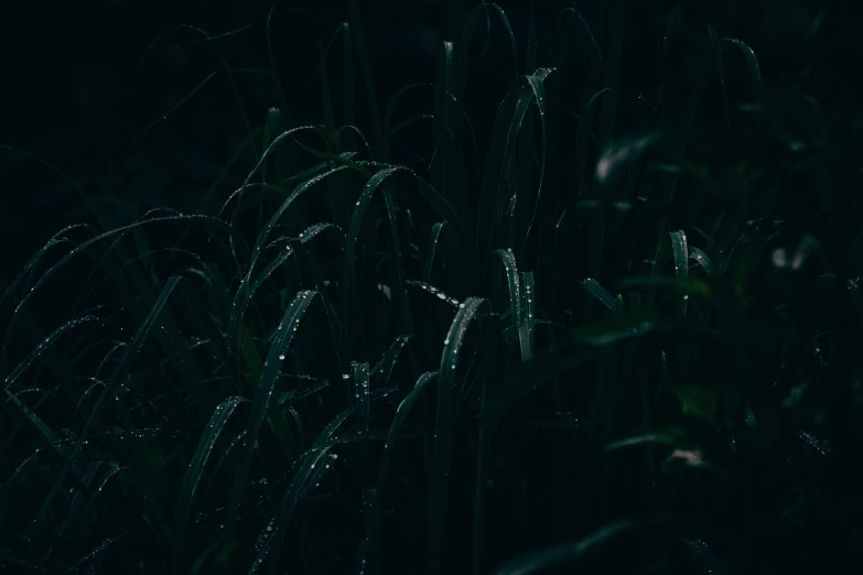 a light on some grass at night in the dark