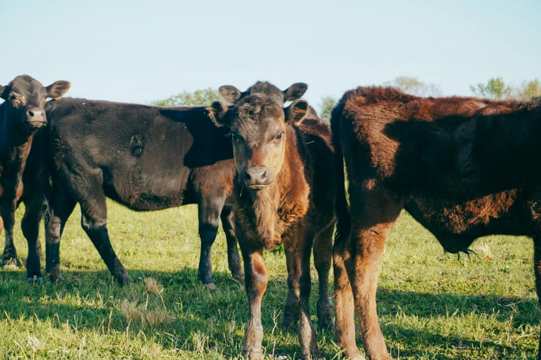 some cows are standing in a field