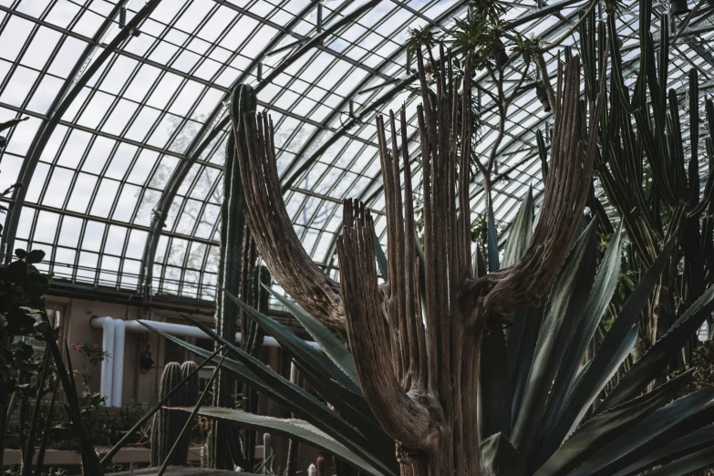 an indoor tropical garden with green vegetation and nches