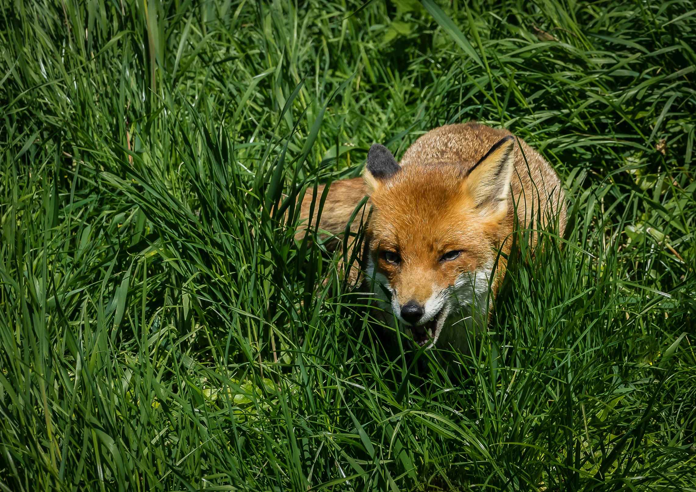 a fox peers out from some tall grass