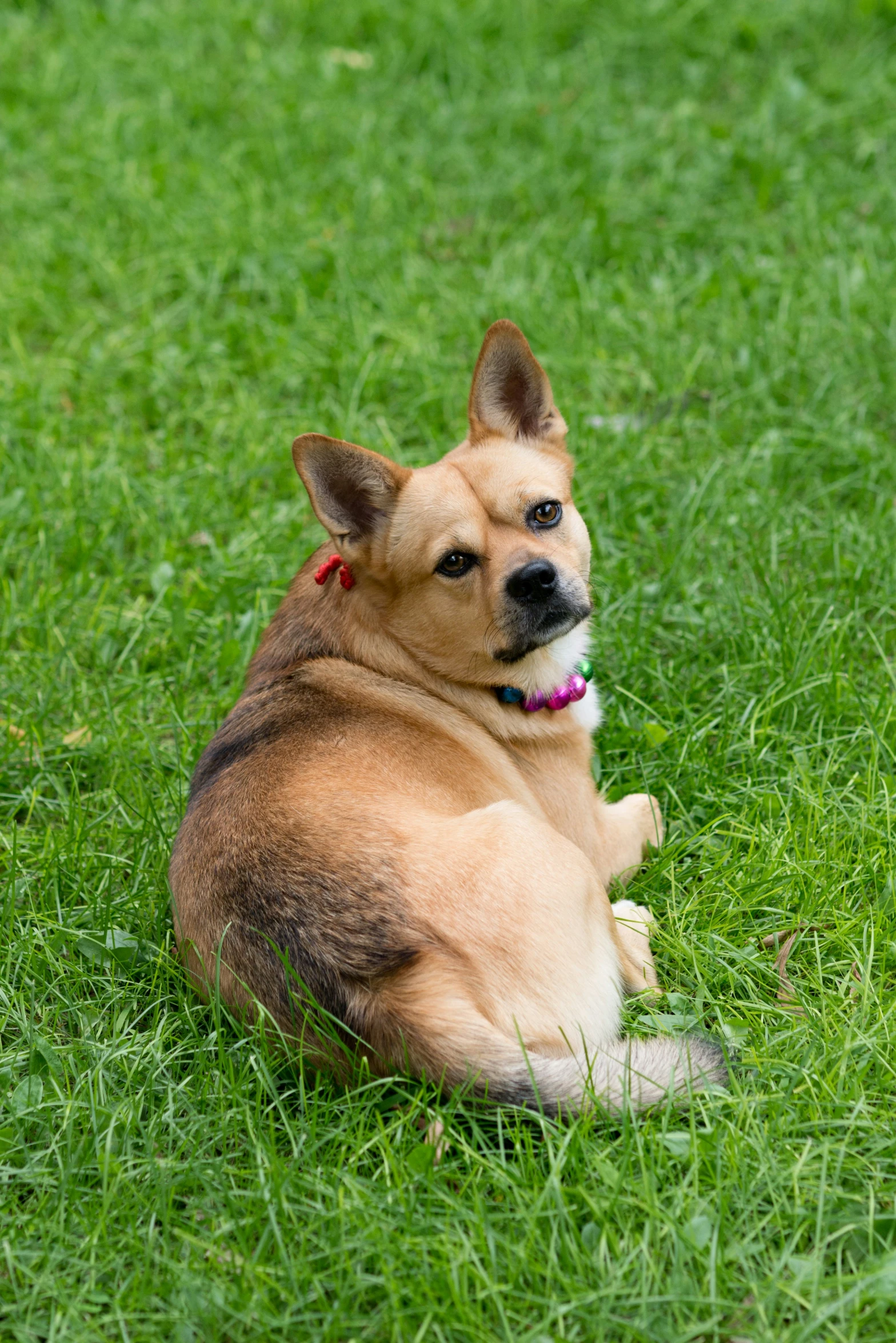 a tan dog is sitting on some green grass