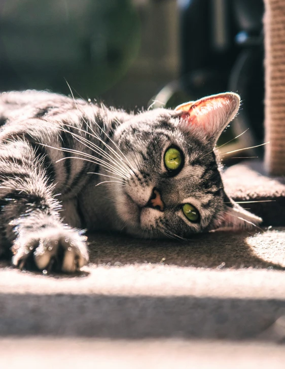 a close up of a cat laying on the ground