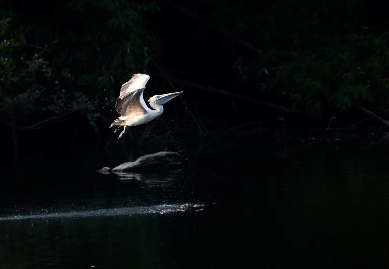 a white bird with its wings open flying over the water
