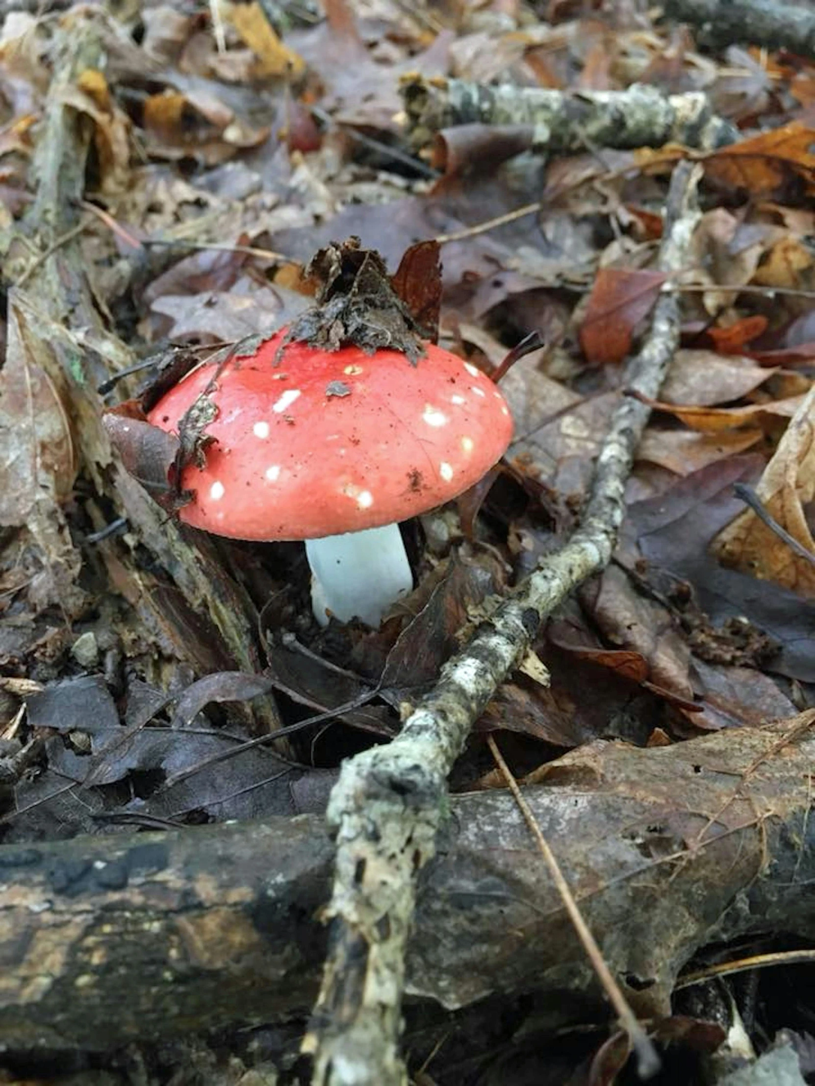 there is a red mushroom sitting on the leaves