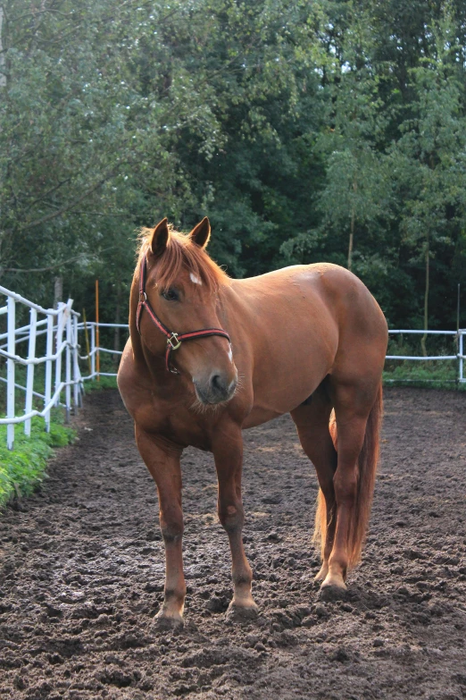 a brown horse standing in an enclosed area