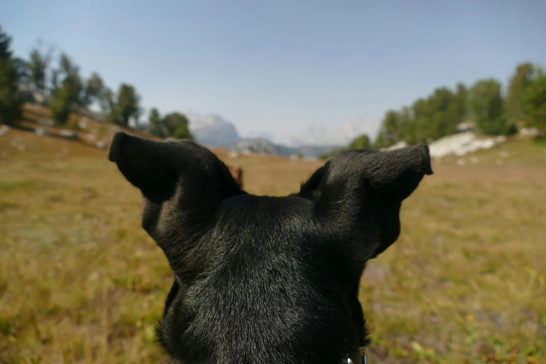 a black dog staring off into the distance