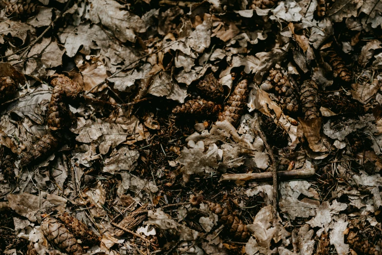 brown leaves and twigs on ground during daytime