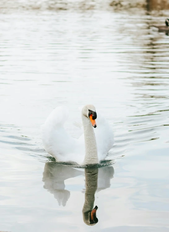 the swan is in the water on the calm day