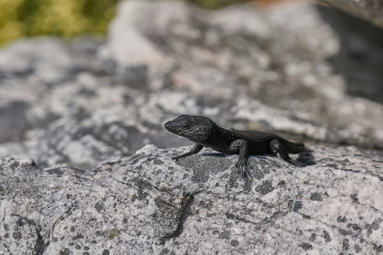 a small lizard sits on a rock formation