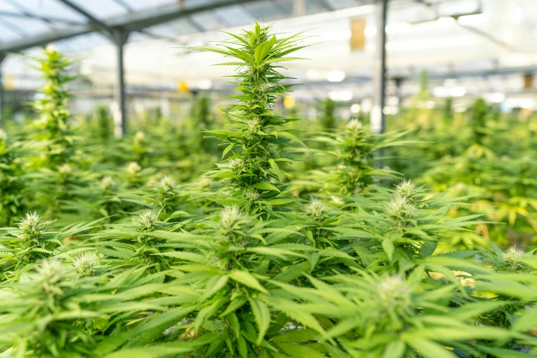 many marijuana plants growing in an indoor greenhouse