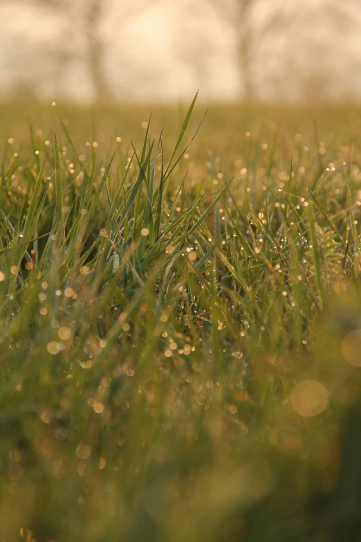 drops of water covering grass in the afternoon