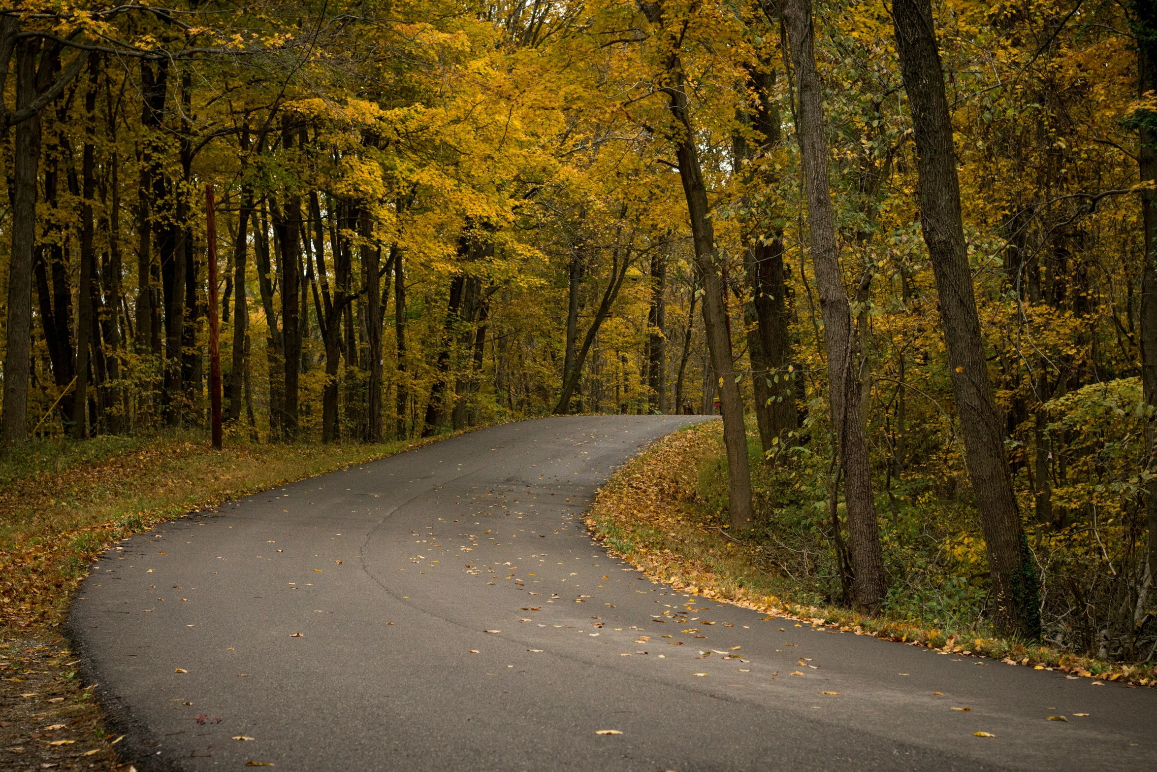 a road going through the forest with yellow trees in the background