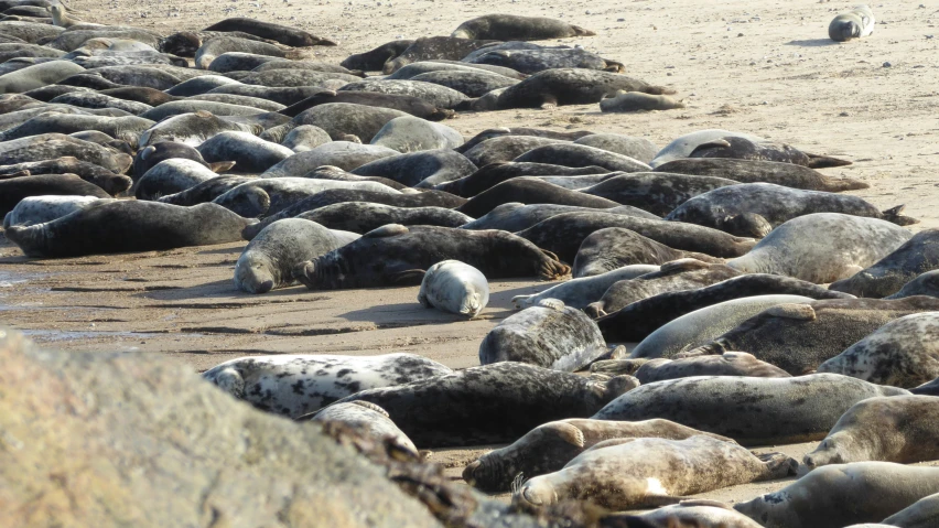 a group of sealions laying next to each other in sand