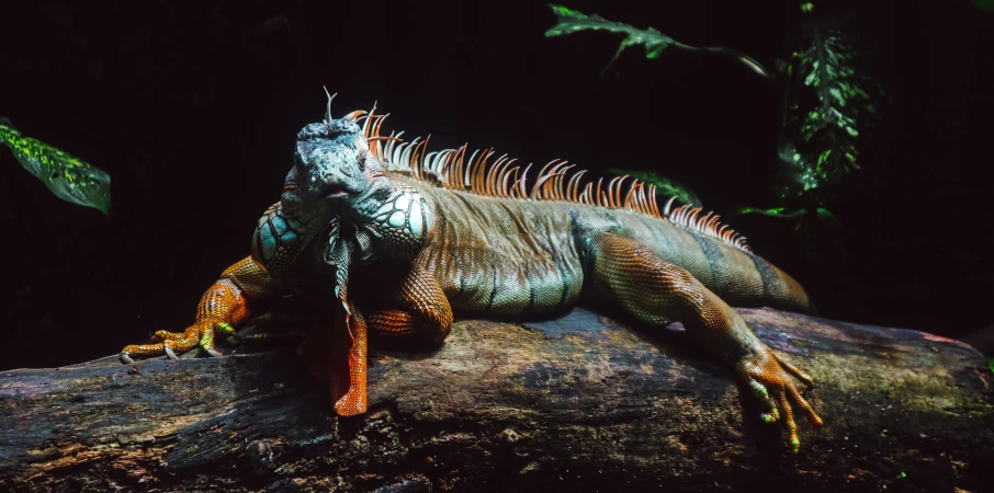 large lizard is on tree stump at night