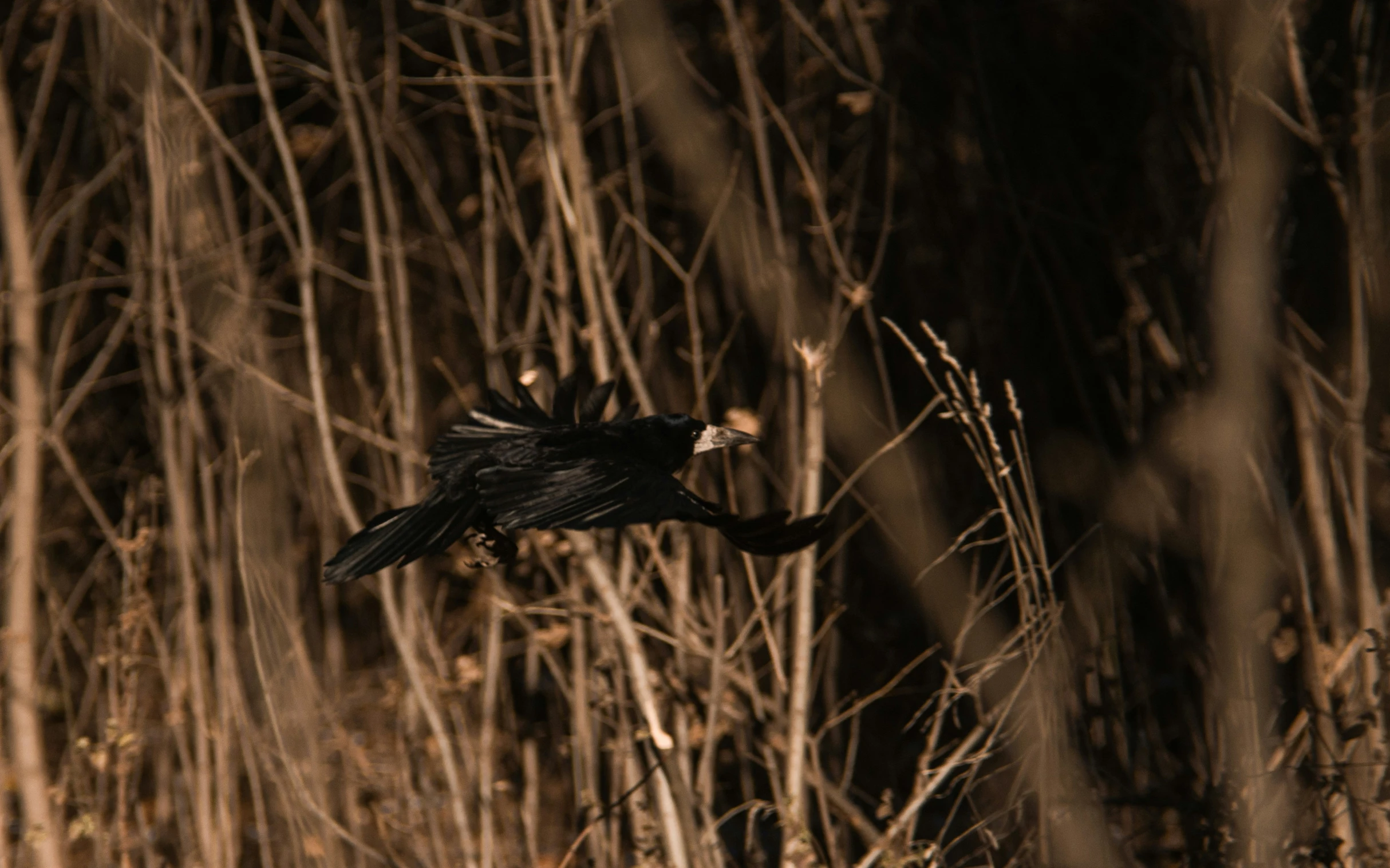 the bird flies through the brush in the night