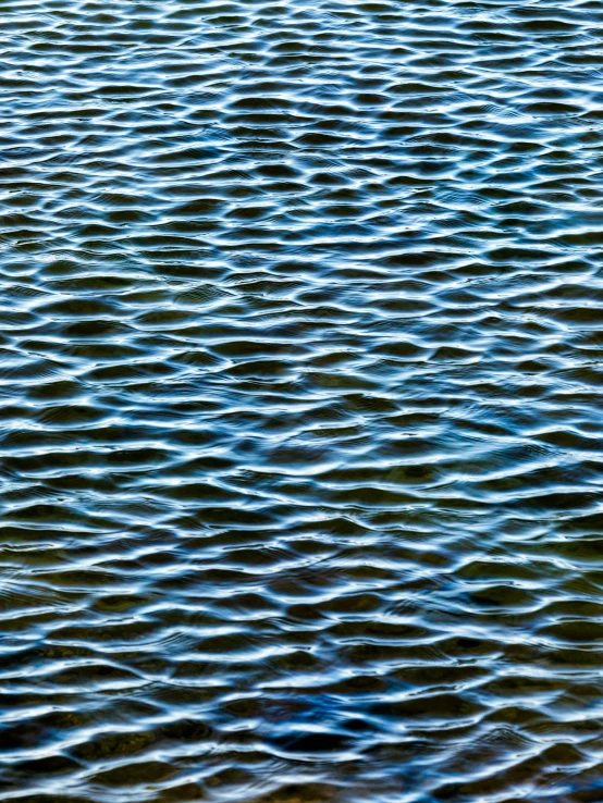 an animal walking in the water near the beach