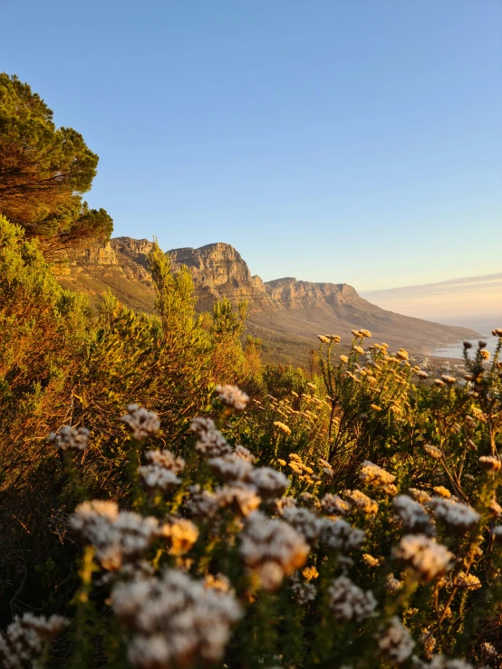 many flowers in a field with mountains in the background