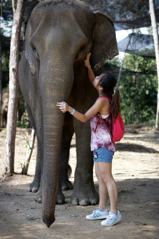 a person touching the trunk of an elephant