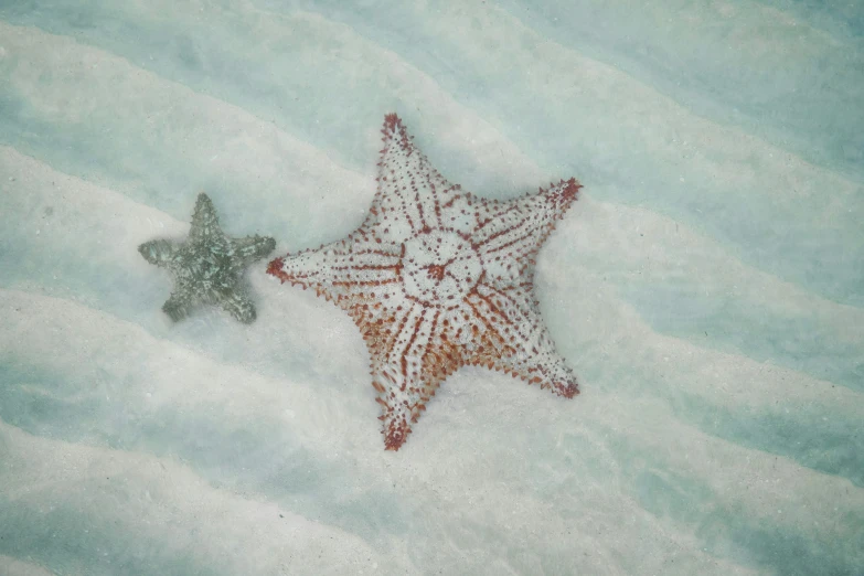 two small brown and white starfishs swimming on water