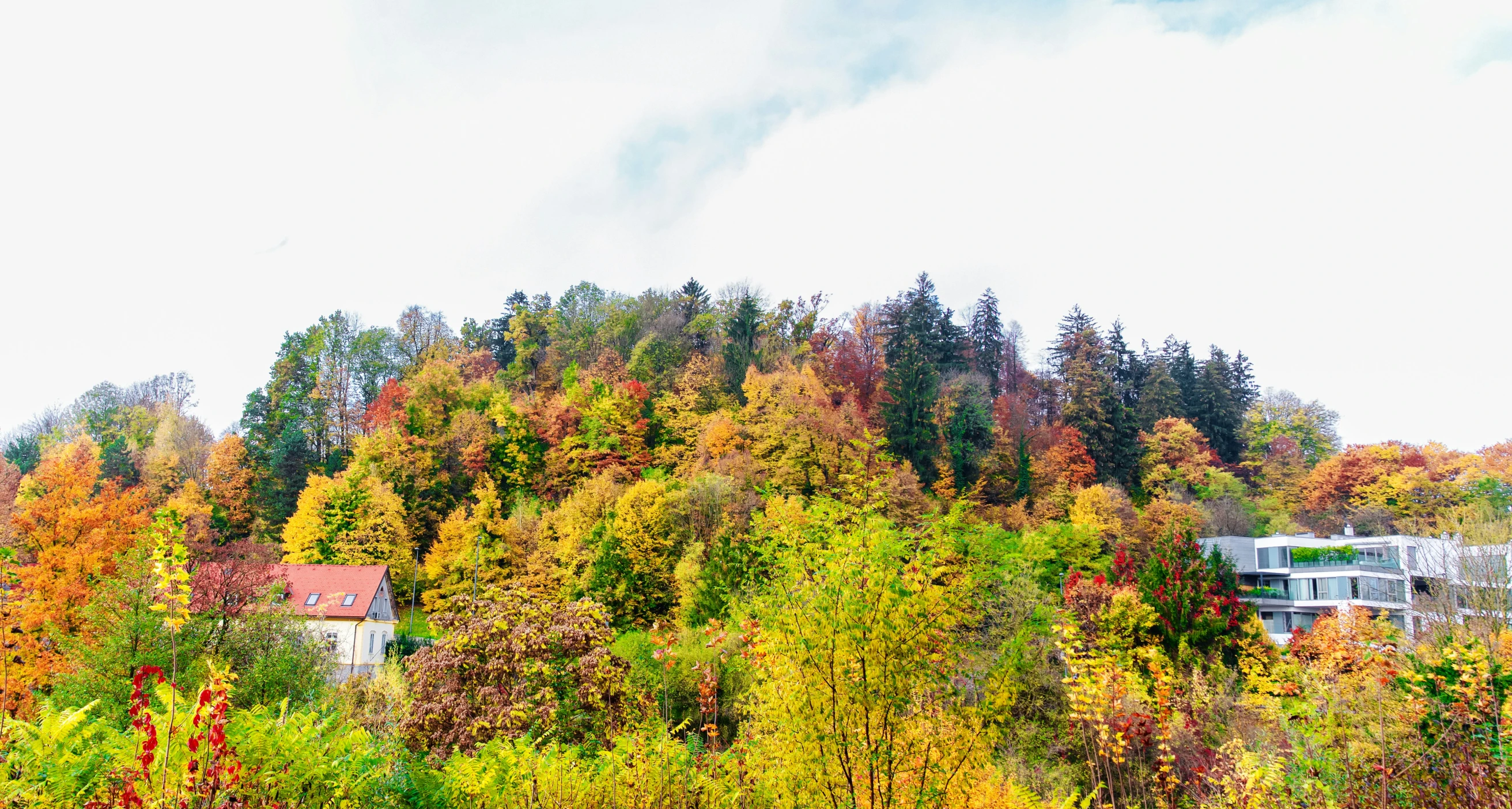 an area in the middle of fall with oranges and yellows