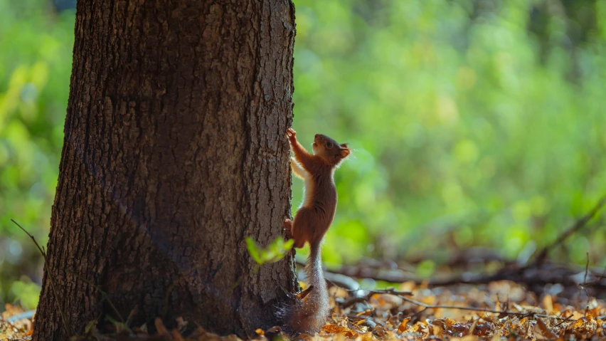 squirrel scratching himself against the tree's trunk