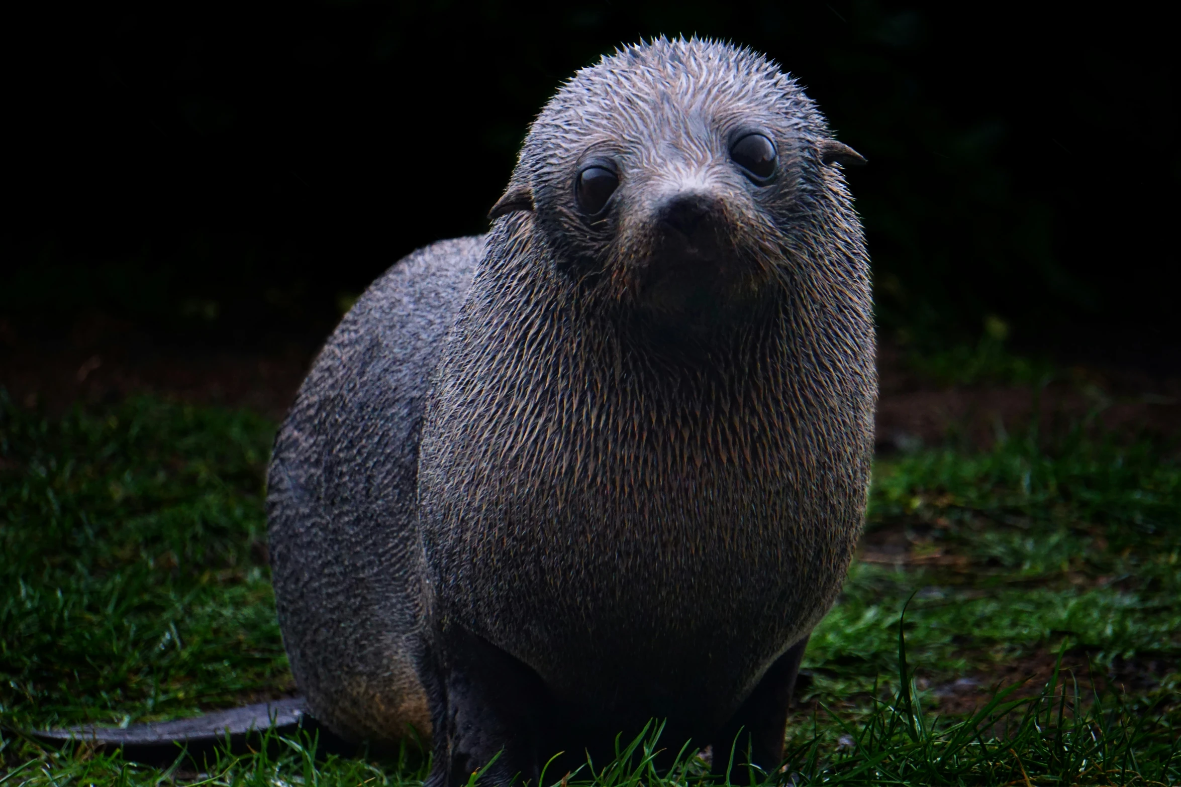 a large furry animal standing on top of grass