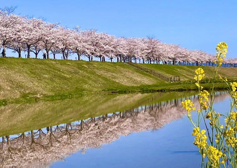 a body of water surrounded by grass and trees