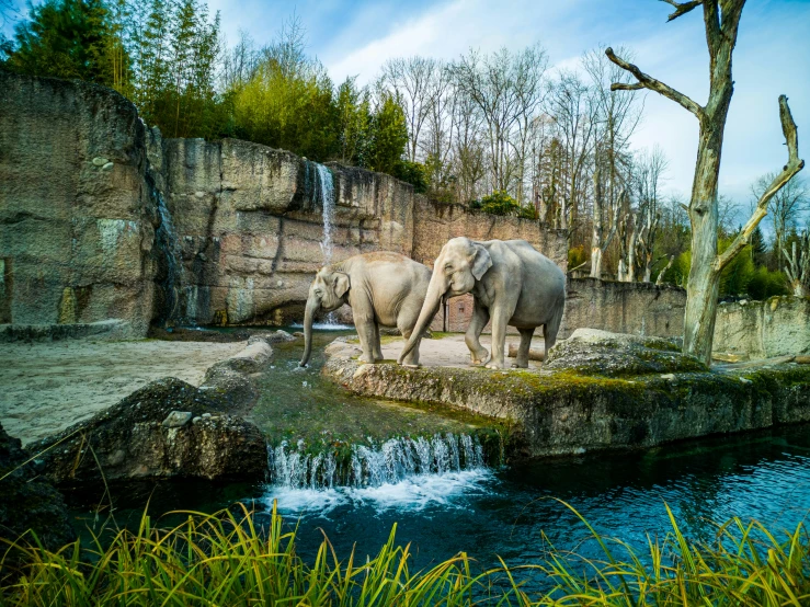 two elephants walking through the water near a rock wall