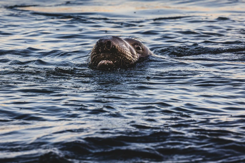 a gray seal in the water looking up from water