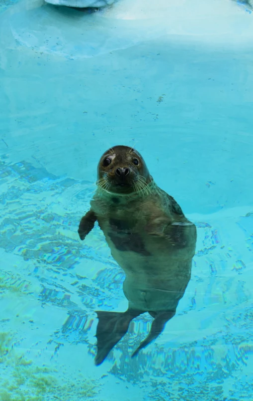 a small animal swimming inside of an outdoor pool