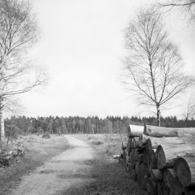 logs are stacked near a rural country road