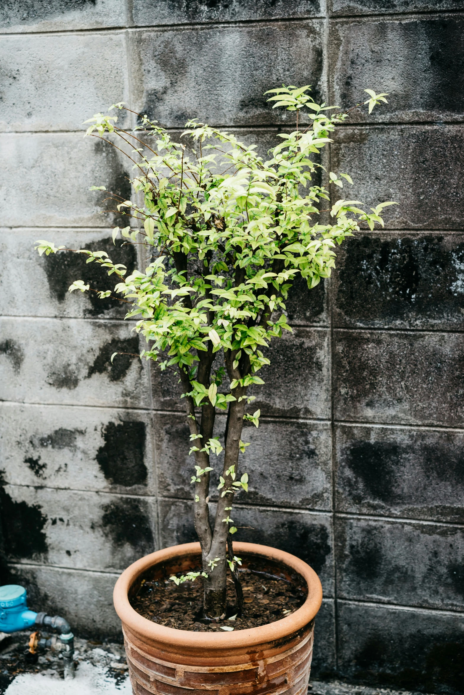 an image of tree potted in winter
