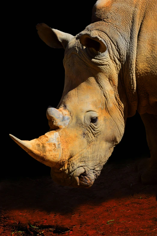 a large rhino looking into the camera, with his face partially touching it's horns