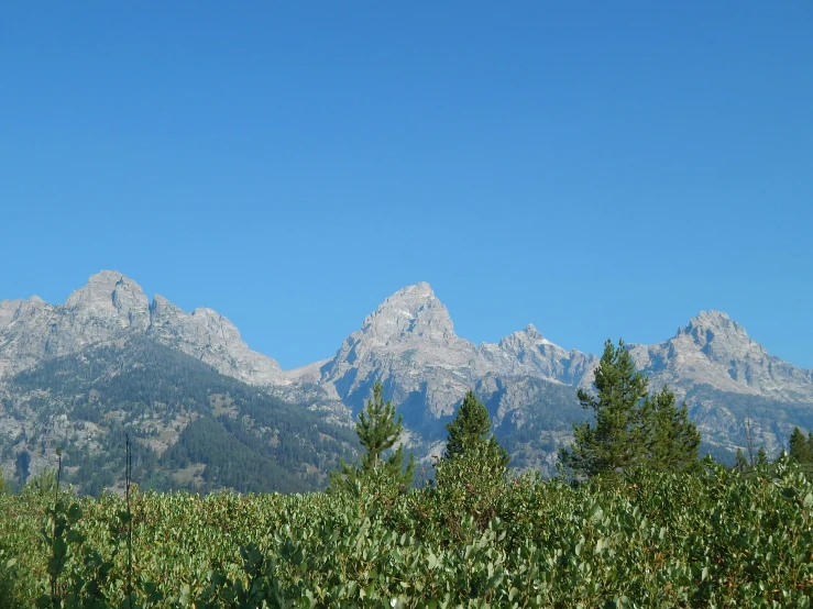 trees and bushes near a mountain range under a blue sky