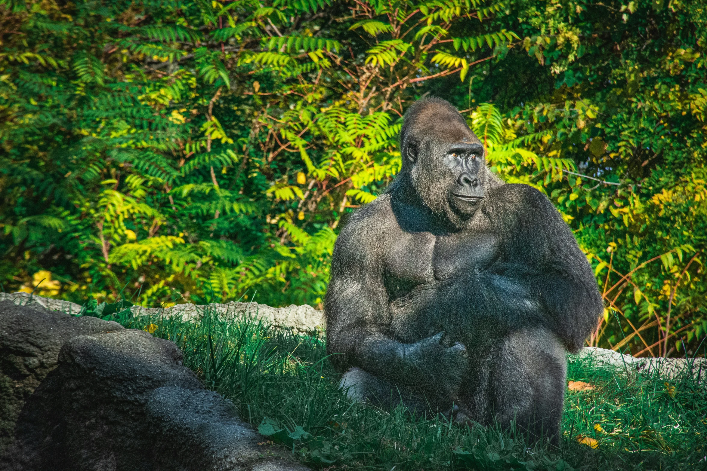 a large gorilla sitting in the grass next to trees