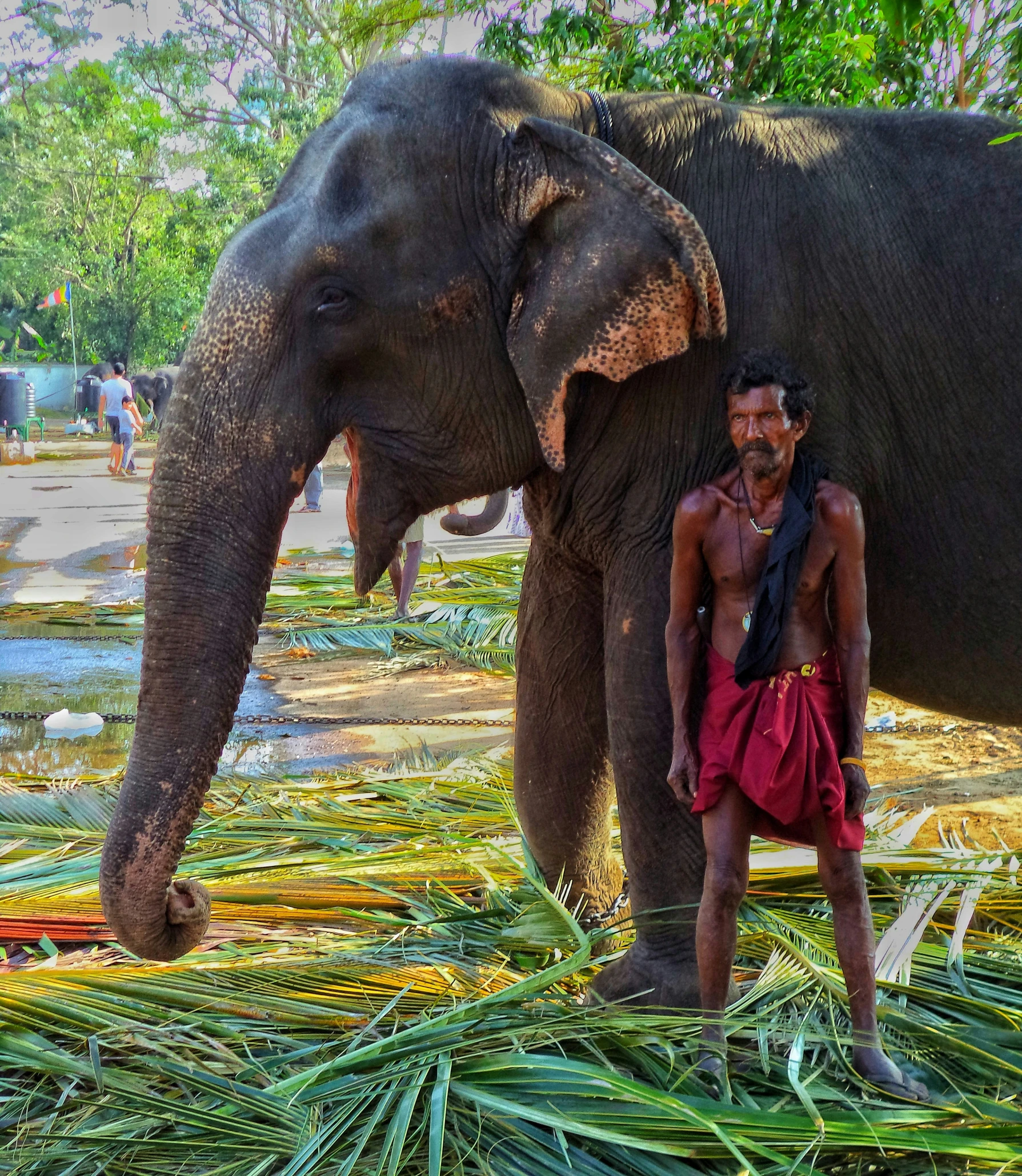 a man standing beside a couple of elephants