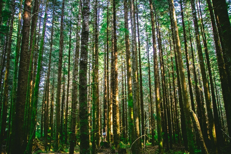 the light is shining through the trees in a green forest