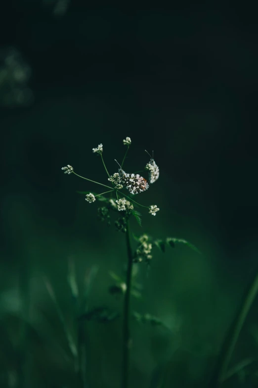 an empty vase filled with little white flowers