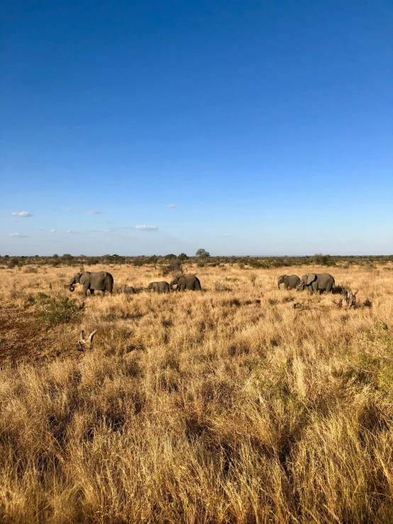 a herd of elephants grazing on a dry grass covered field