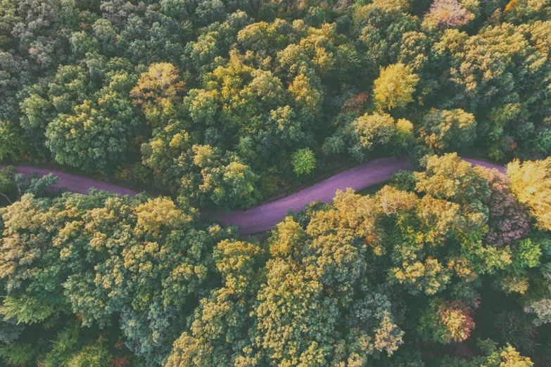 a trail through a forest with many trees