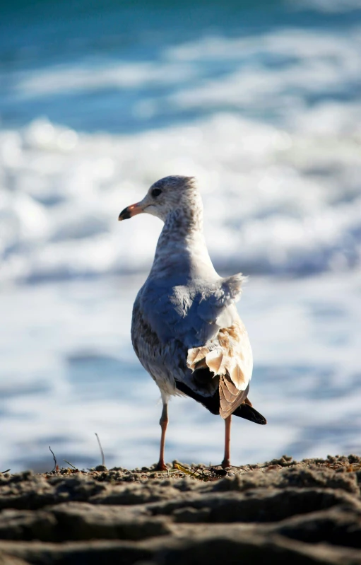 a white and gray seagull walking on sand near ocean