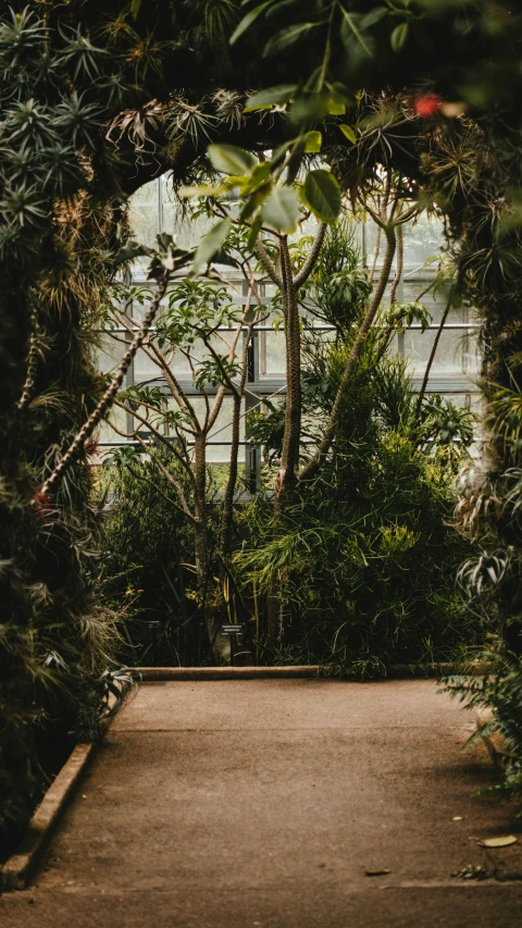 an open walkway surrounded by plants and foliage