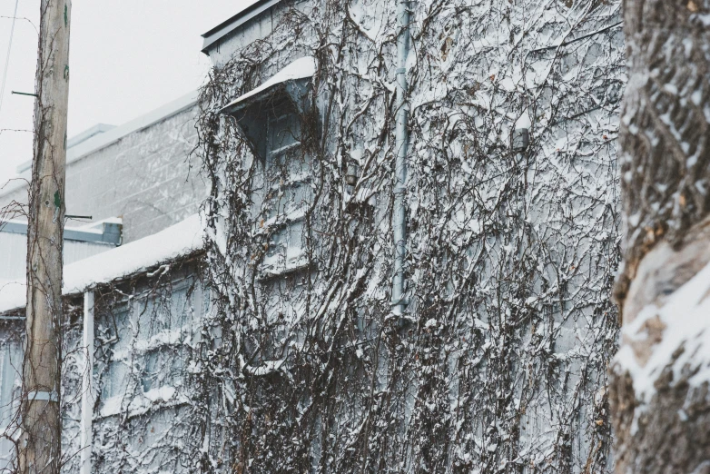 a tree covered in snow standing next to a house