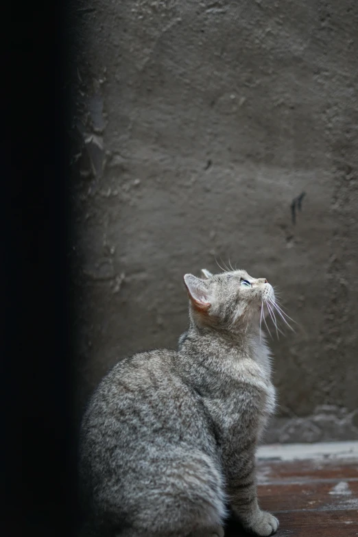 a gray cat is sitting next to a concrete wall