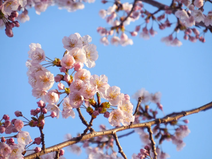 the nches of a tree are blooming with light pink flowers