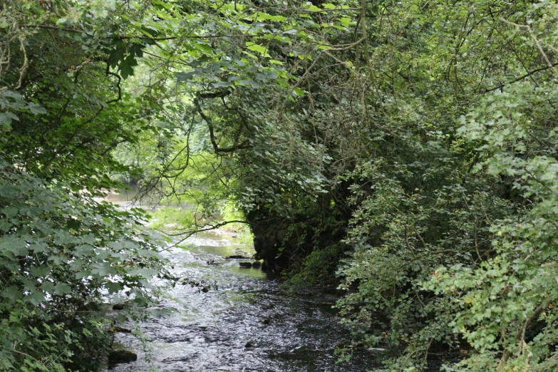 a stream of water is running between green trees