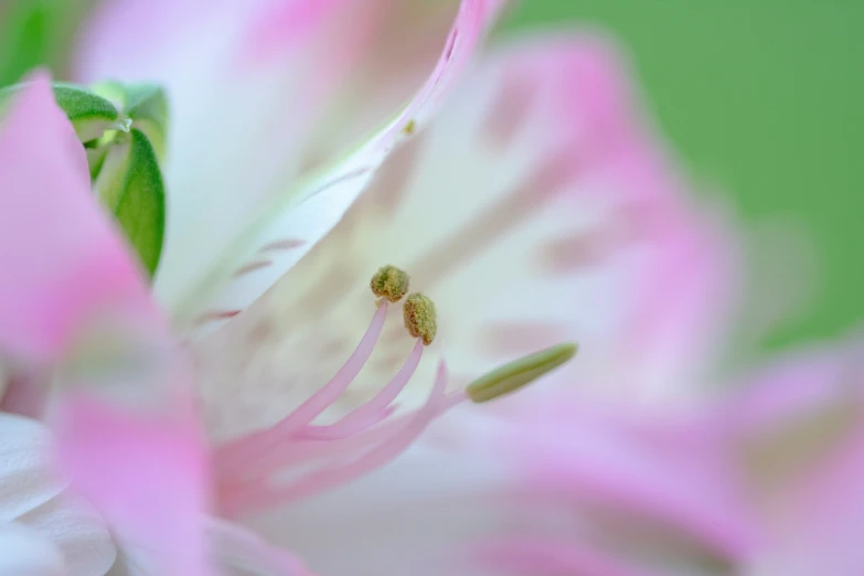 the pink flowers have small buds and some green leaves